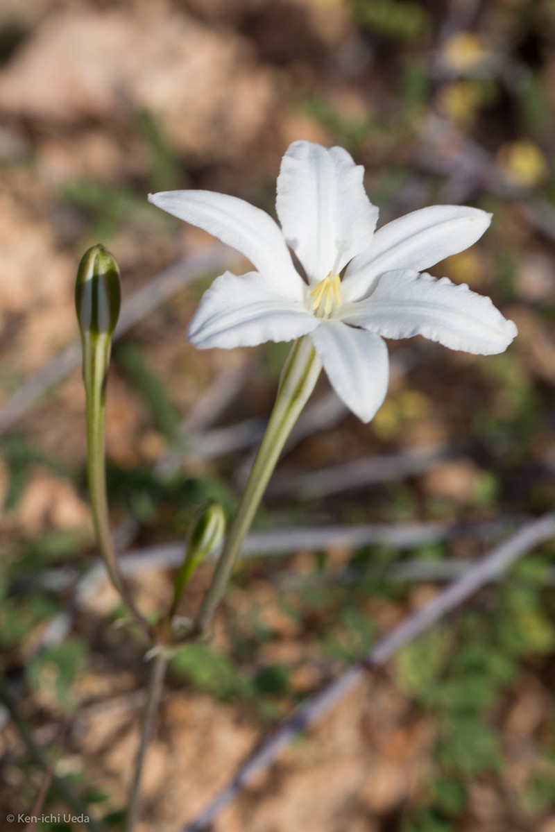 Milla peninsularis photo 5