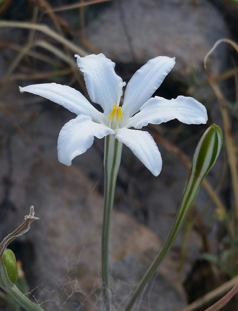 Milla peninsularis photo 7