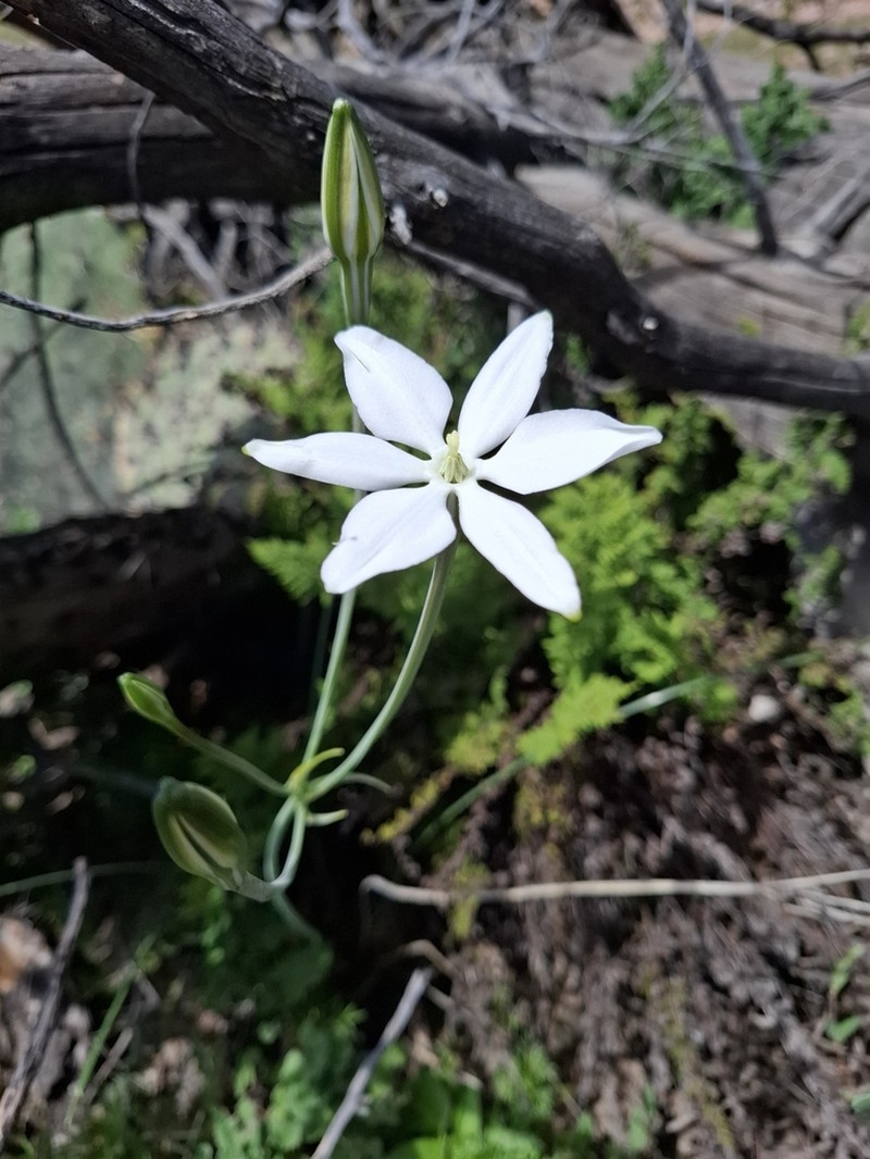 Milla zacatecoensis