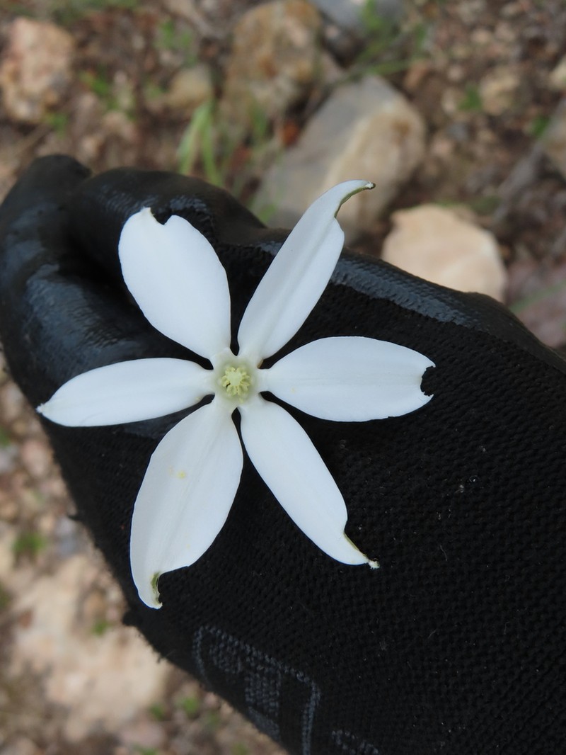Milla zacatecoensis photo 2