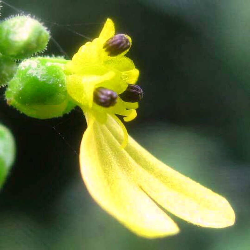 Milleria quinqueflora