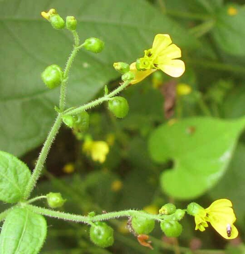 Milleria quinqueflora photo 2