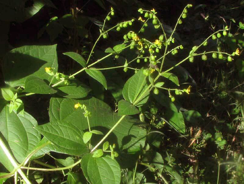Milleria quinqueflora photo 4