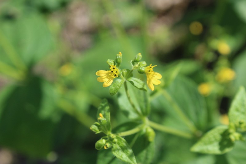 Milleria quinqueflora photo 5