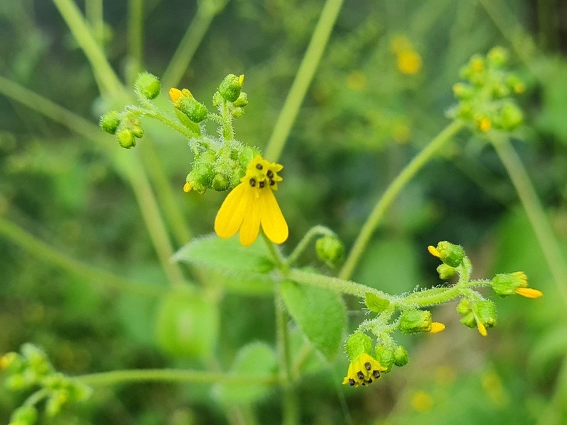Milleria quinqueflora photo 6