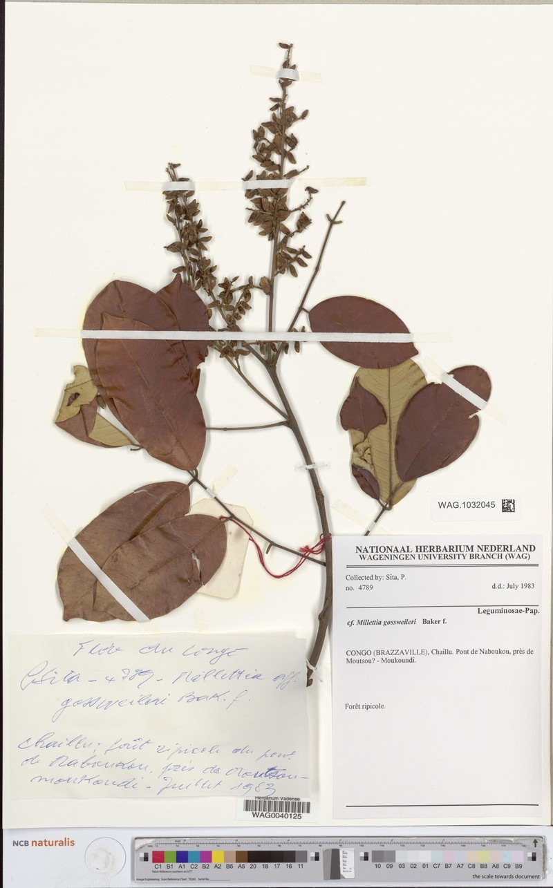Millettia melanocarpa