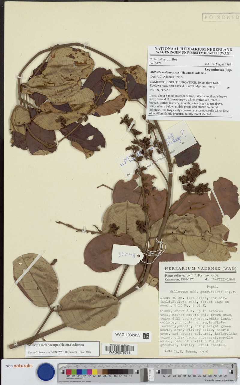 Millettia melanocarpa photo 2