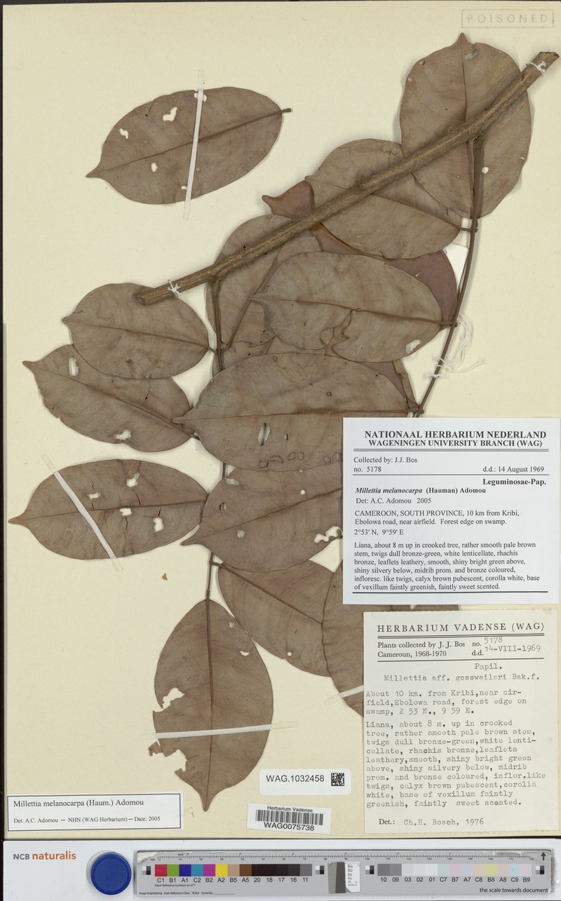 Millettia melanocarpa photo 3