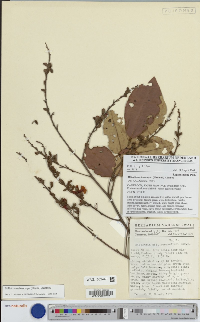 Millettia melanocarpa photo 4
