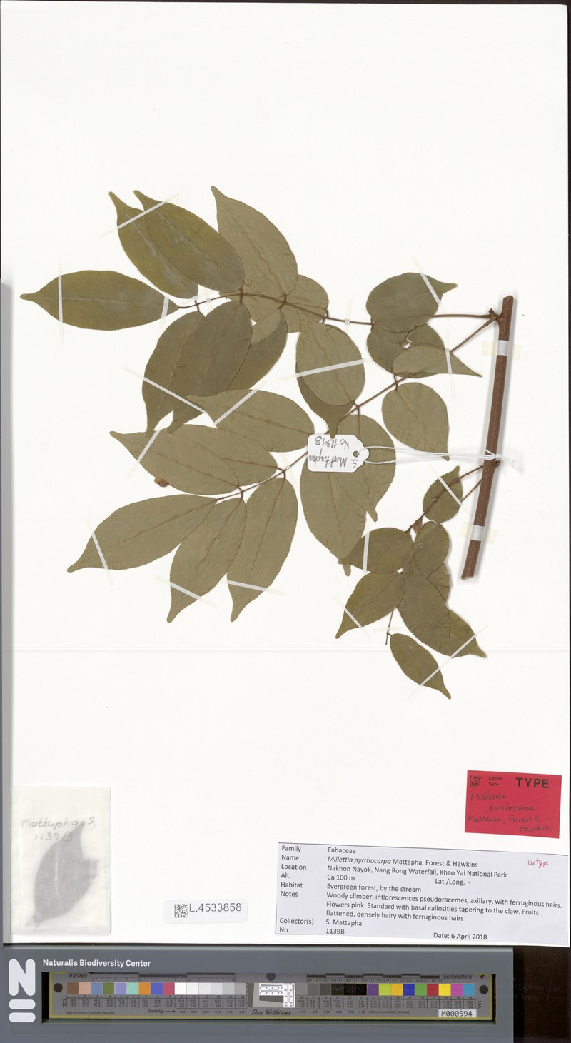 Millettia pyrrhocarpa