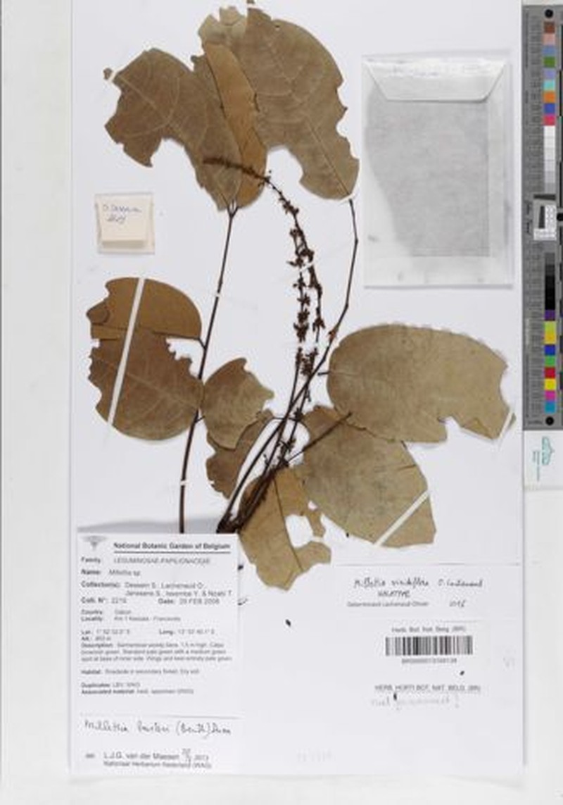 Millettia viridiflora