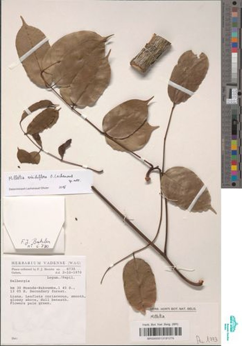 Millettia viridiflora photo 2