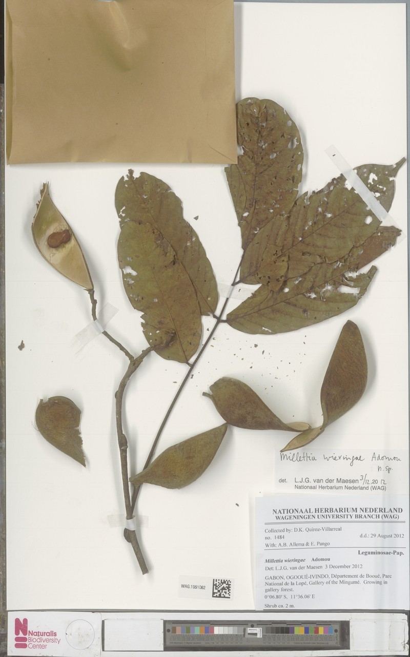 Millettia wieringae
