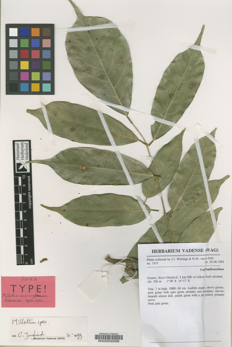 Millettia wieringae photo 2