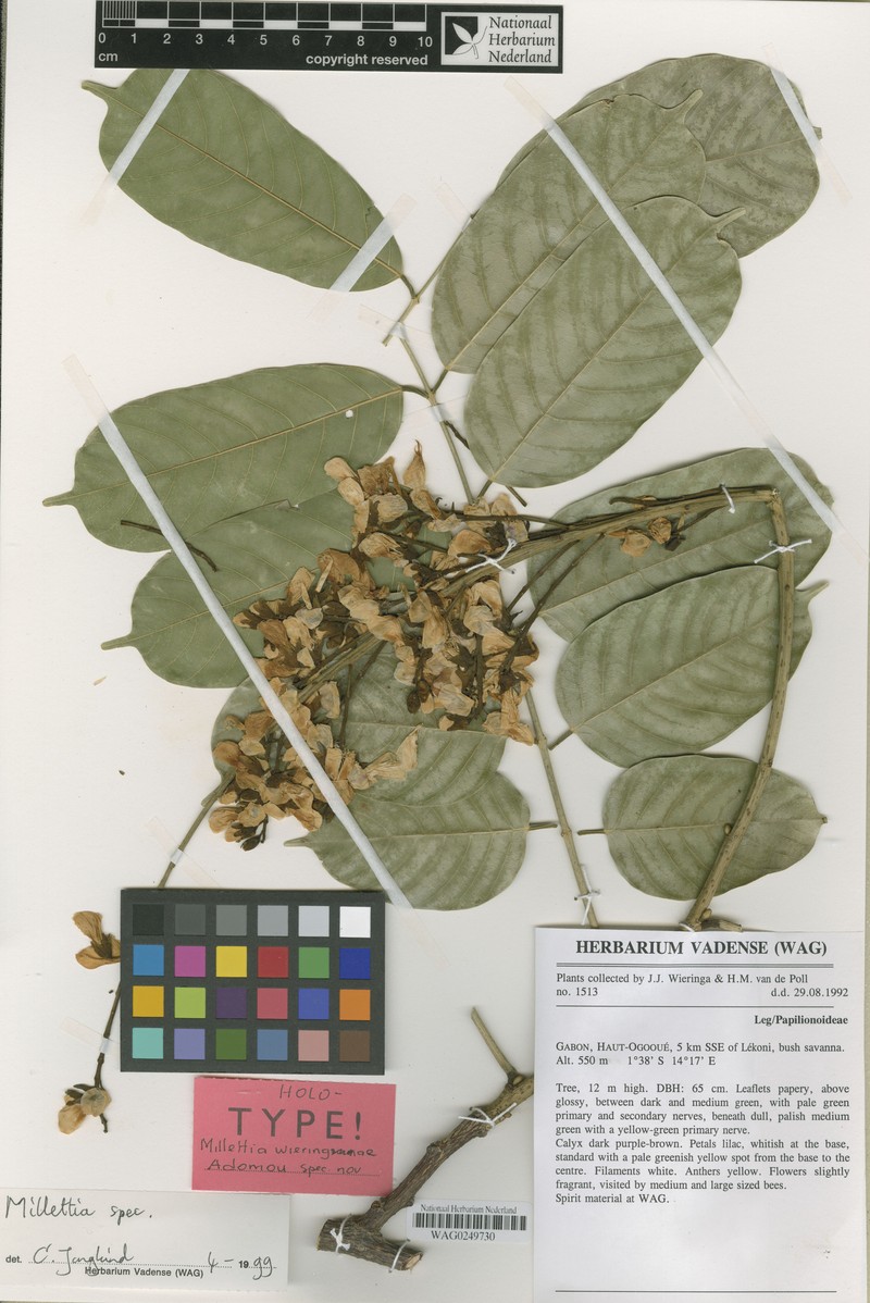Millettia wieringae photo 3