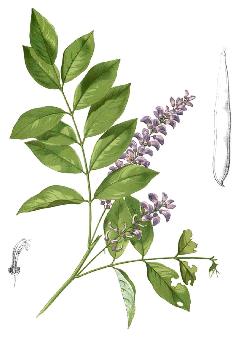 Millettia xylocarpa