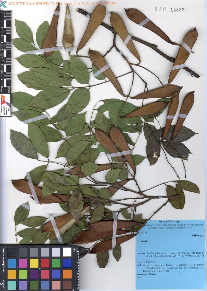 Millettia xylocarpa photo 3