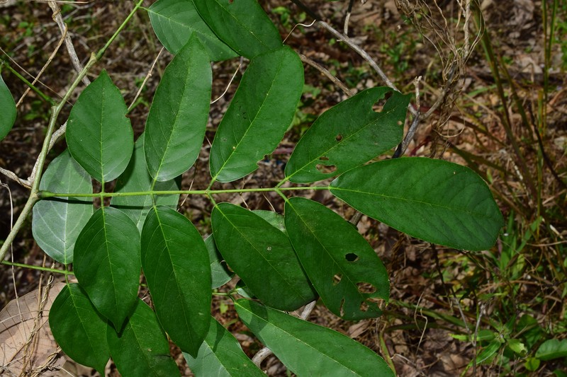 Millettia xylocarpa photo 4