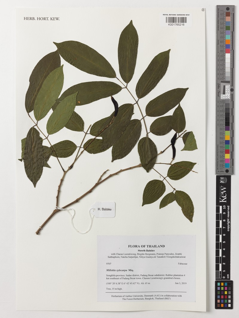 Millettia xylocarpa photo 5