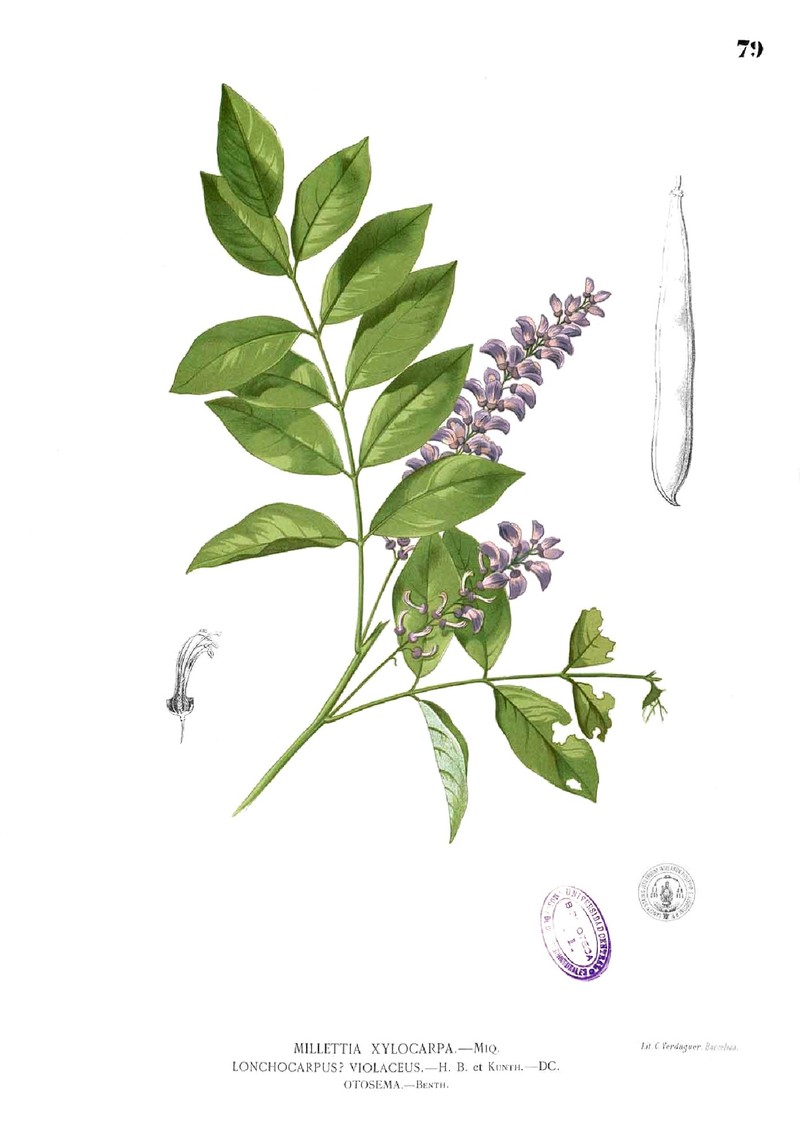 Millettia xylocarpa photo 6