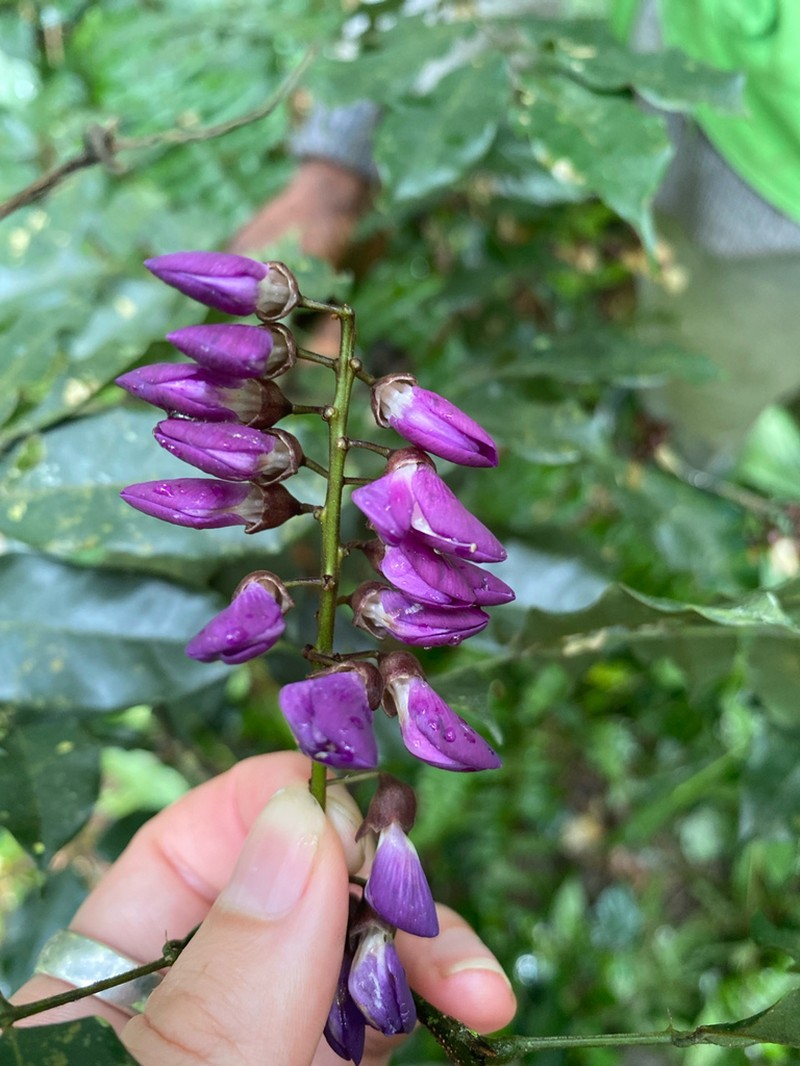 Millettia zechiana