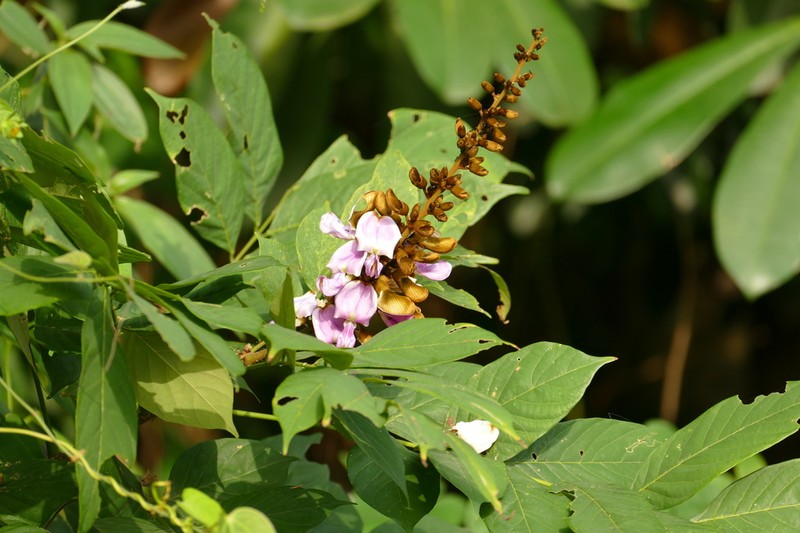 Millettia zechiana photo 2