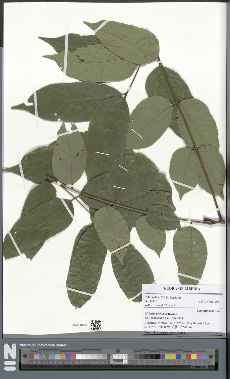 Millettia zechiana photo 5