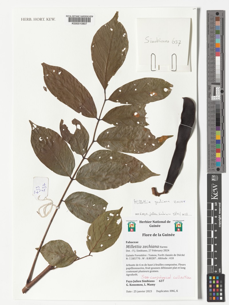 Millettia zechiana photo 6