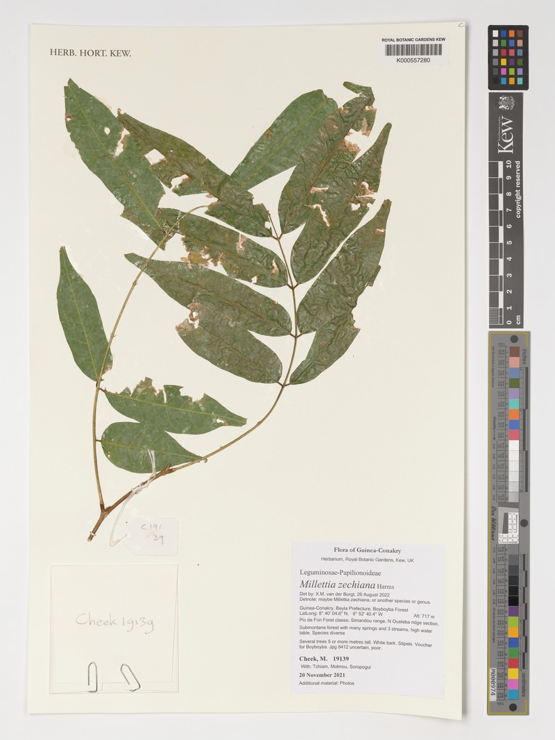 Millettia zechiana photo 7