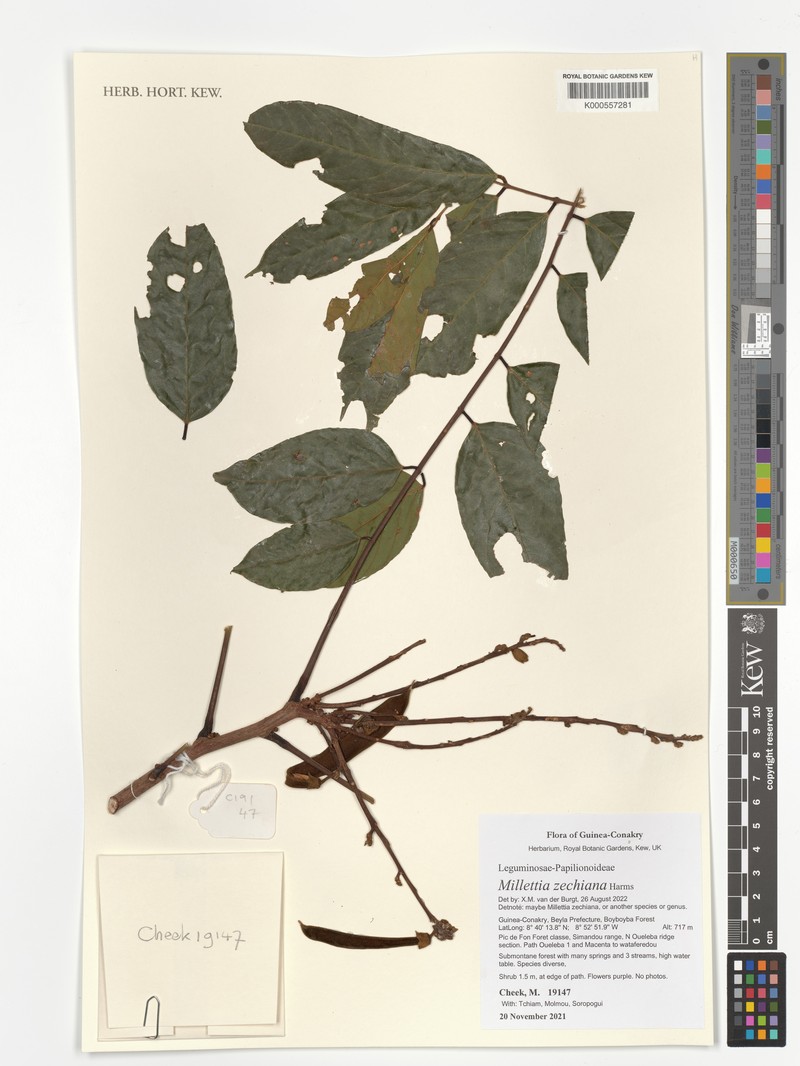 Millettia zechiana photo 8