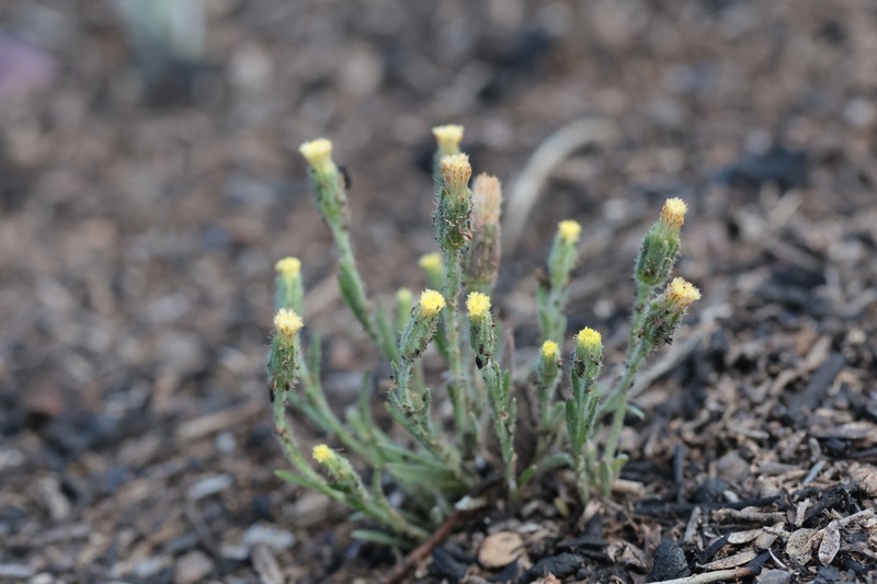 Millotia tenuifolia var. tenuifolia