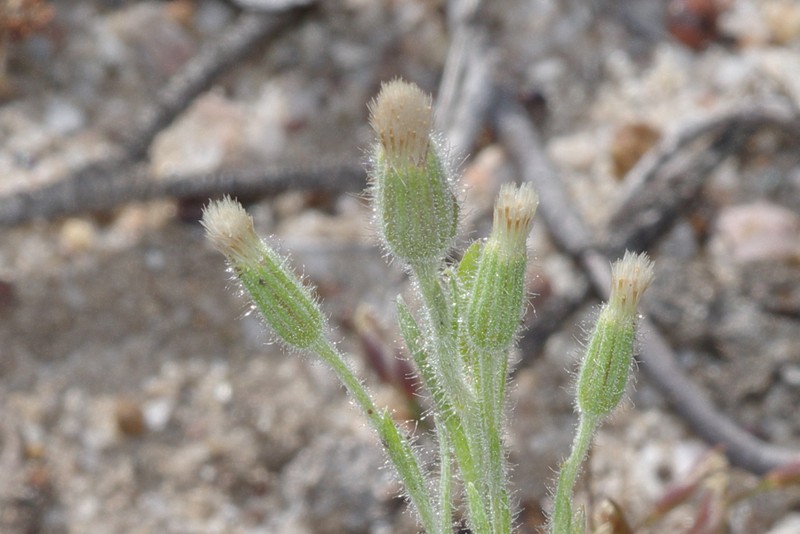Millotia tenuifolia var. tenuifolia photo 2
