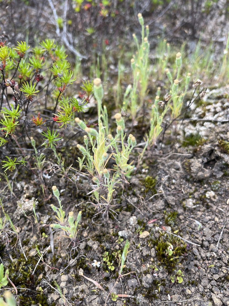 Millotia tenuifolia var. tenuifolia photo 4