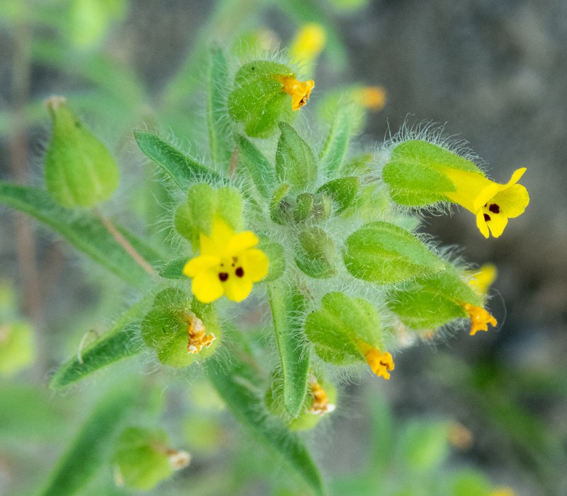False Monkeyflower