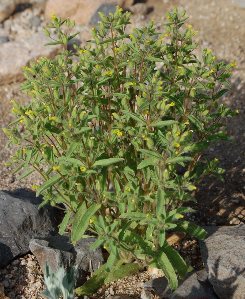 False Monkeyflower photo 2
