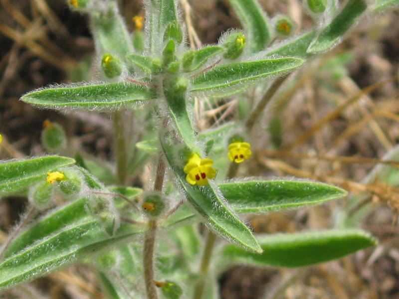 False Monkeyflower photo 3