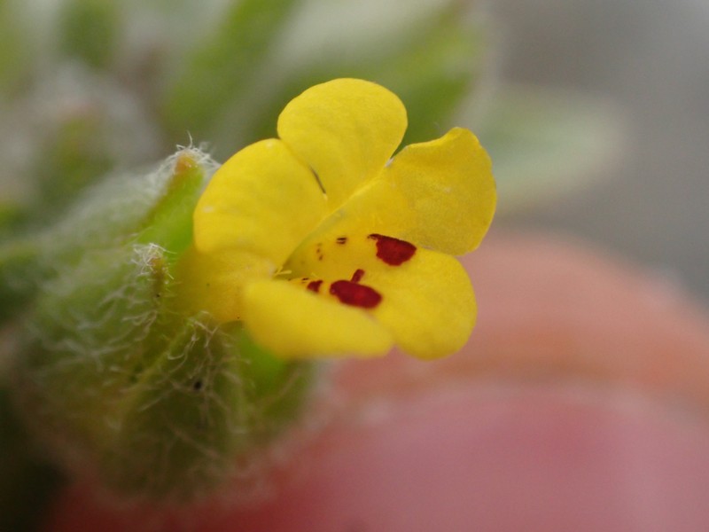 False Monkeyflower