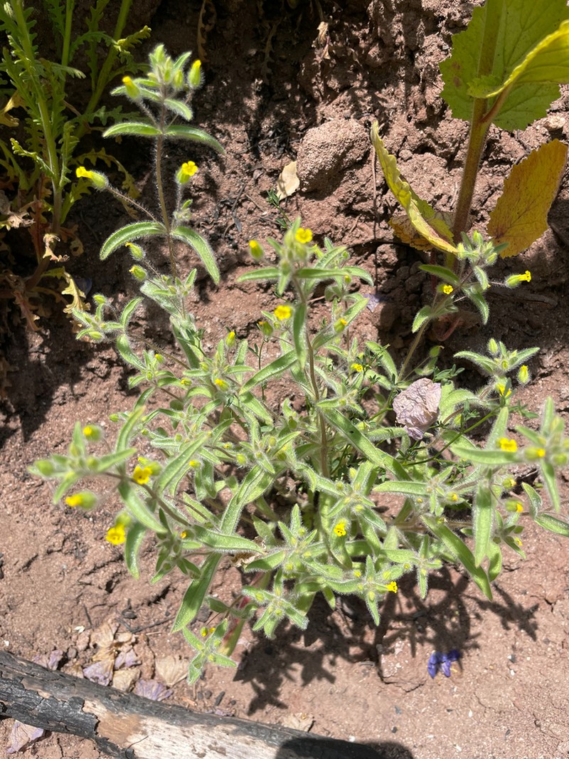 False Monkeyflower photo 2