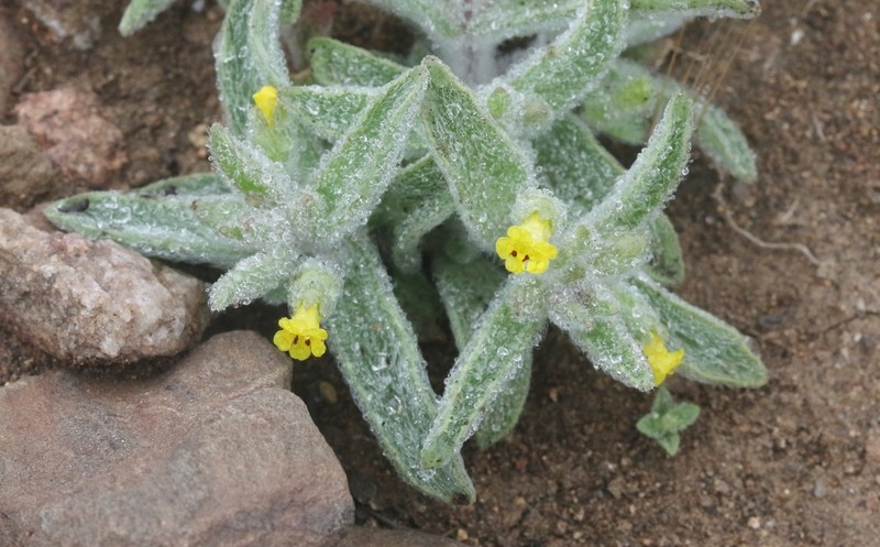 False Monkeyflower photo 3