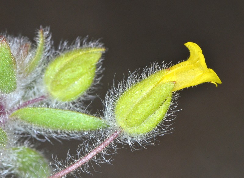 False Monkeyflower photo 4