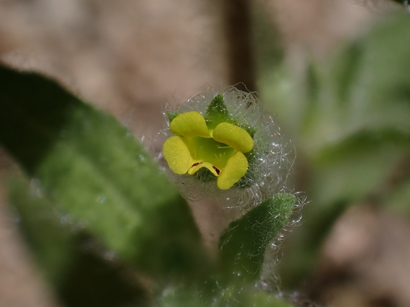 False Monkeyflower photo 5