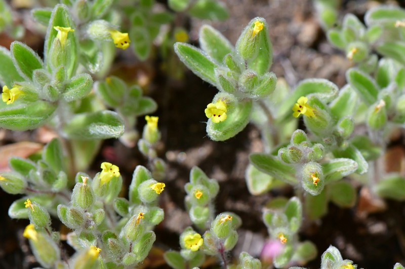 False Monkeyflower photo 6