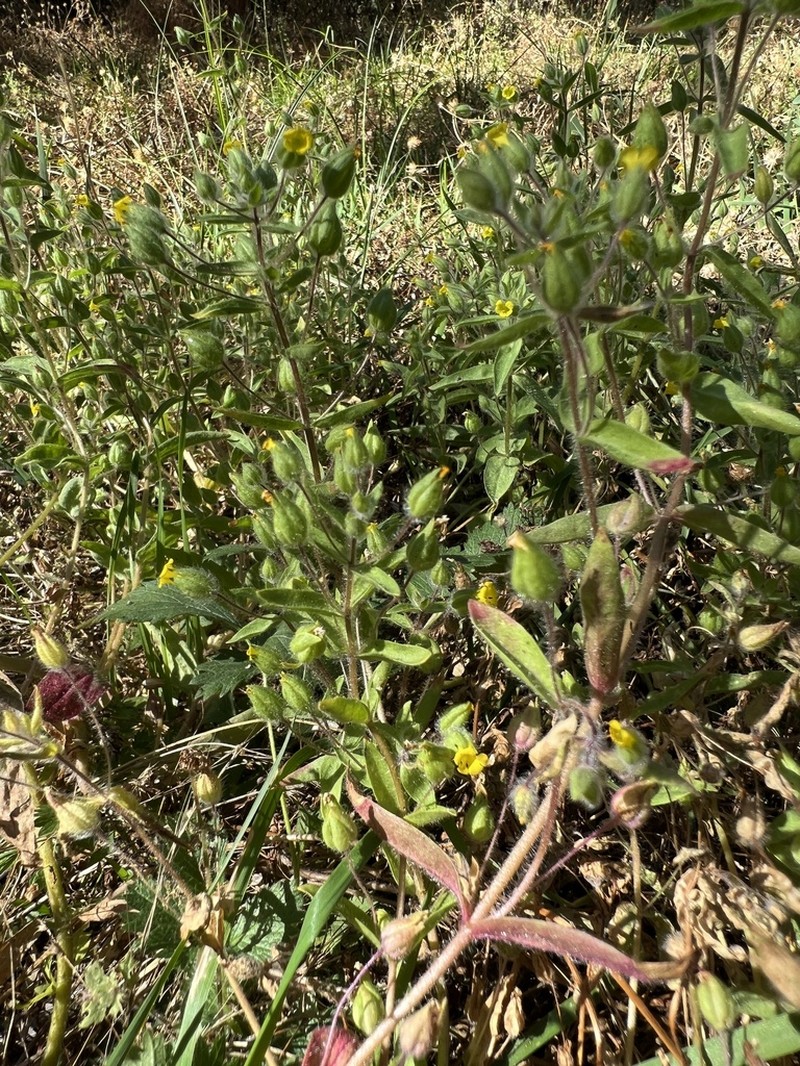 False Monkeyflower photo 7