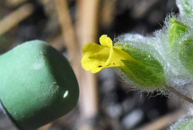 False Monkeyflower photo 8