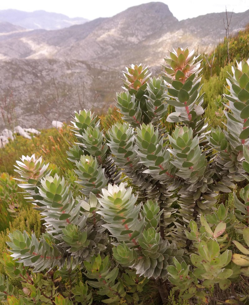 Mimetes arboreus photo 2