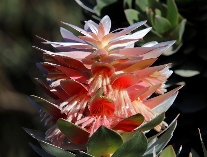 Mimetes arboreus photo 3