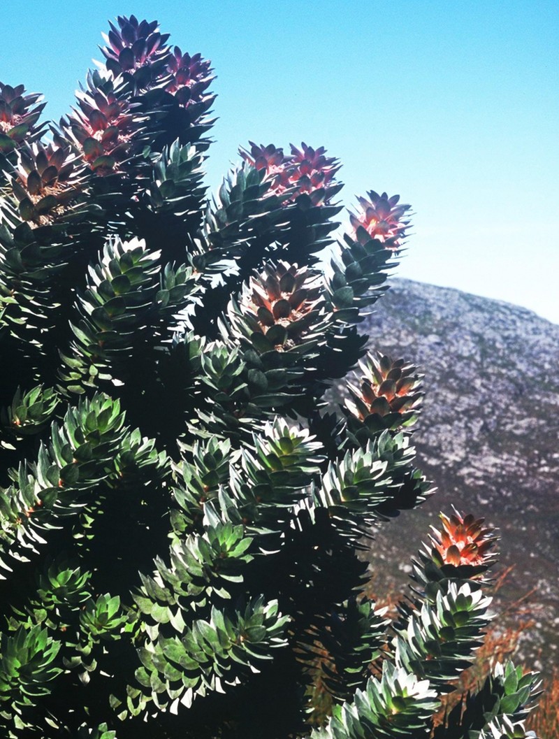 Mimetes arboreus photo 4