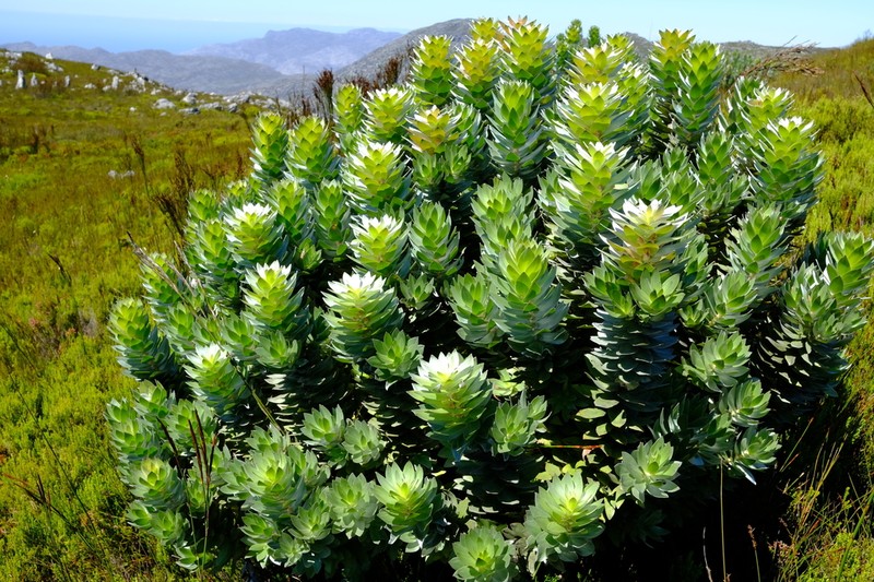 Mimetes arboreus photo 5