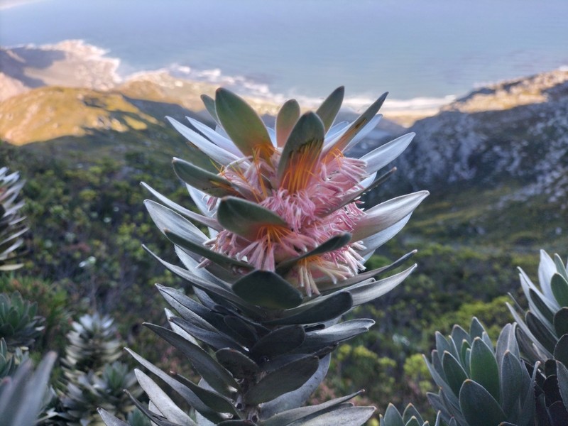 Mimetes arboreus photo 6