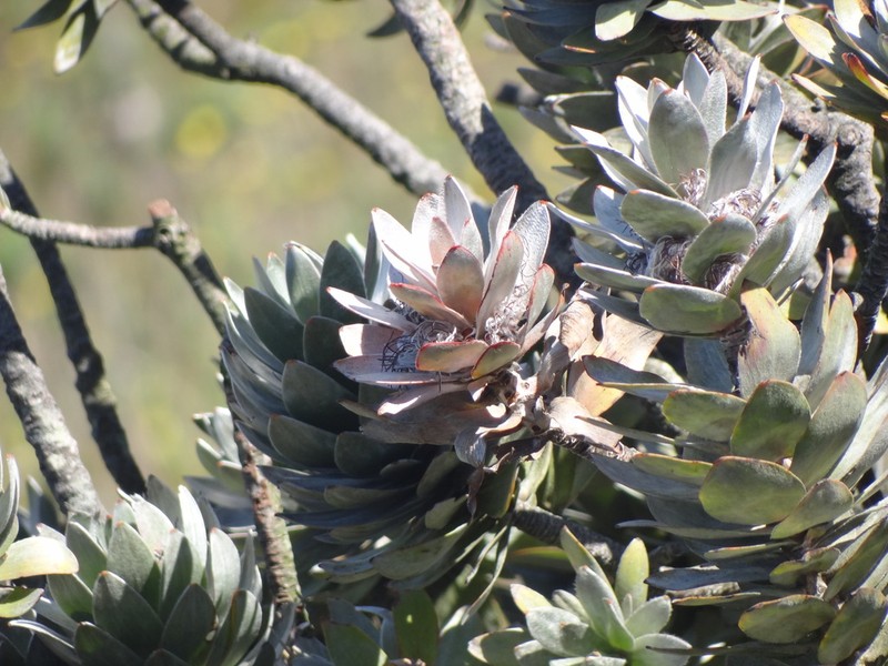 Mimetes arboreus photo 7